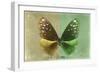 Miss Butterfly Euploea - Gold & Green-Philippe Hugonnard-Framed Photographic Print