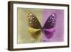 Miss Butterfly Euploea - Gold & Hot Pink-Philippe Hugonnard-Framed Photographic Print