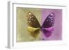 Miss Butterfly Euploea - Gold & Hot Pink-Philippe Hugonnard-Framed Photographic Print