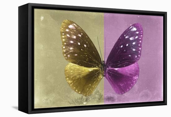 Miss Butterfly Euploea - Gold & Hot Pink-Philippe Hugonnard-Framed Stretched Canvas