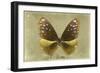 Miss Butterfly Euploea - Gold-Philippe Hugonnard-Framed Photographic Print