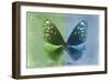 Miss Butterfly Euploea - Green & Blue-Philippe Hugonnard-Framed Photographic Print