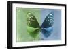 Miss Butterfly Euploea - Green & Blue-Philippe Hugonnard-Framed Photographic Print