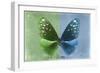 Miss Butterfly Euploea - Green & Blue-Philippe Hugonnard-Framed Photographic Print