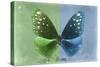Miss Butterfly Euploea - Green & Blue-Philippe Hugonnard-Stretched Canvas