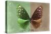 Miss Butterfly Euploea - Green & Caramel-Philippe Hugonnard-Stretched Canvas