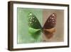 Miss Butterfly Euploea - Green & Caramel-Philippe Hugonnard-Framed Photographic Print