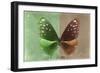 Miss Butterfly Euploea - Green & Caramel-Philippe Hugonnard-Framed Photographic Print