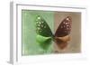 Miss Butterfly Euploea - Green & Caramel-Philippe Hugonnard-Framed Photographic Print