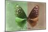 Miss Butterfly Euploea - Green & Caramel-Philippe Hugonnard-Mounted Photographic Print