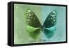 Miss Butterfly Euploea - Green & Coral Green-Philippe Hugonnard-Framed Stretched Canvas