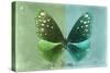 Miss Butterfly Euploea - Green & Coral Green-Philippe Hugonnard-Stretched Canvas