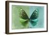 Miss Butterfly Euploea - Green & Coral Green-Philippe Hugonnard-Framed Photographic Print