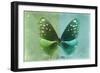 Miss Butterfly Euploea - Green & Coral Green-Philippe Hugonnard-Framed Photographic Print