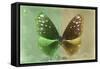 Miss Butterfly Euploea - Green & Gold-Philippe Hugonnard-Framed Stretched Canvas
