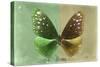 Miss Butterfly Euploea - Green & Gold-Philippe Hugonnard-Stretched Canvas