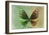 Miss Butterfly Euploea - Green & Gold-Philippe Hugonnard-Framed Photographic Print