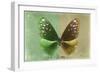 Miss Butterfly Euploea - Green & Gold-Philippe Hugonnard-Framed Photographic Print