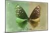 Miss Butterfly Euploea - Green & Gold-Philippe Hugonnard-Mounted Photographic Print