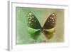 Miss Butterfly Euploea - Green & Gold-Philippe Hugonnard-Framed Photographic Print