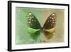 Miss Butterfly Euploea - Green & Gold-Philippe Hugonnard-Framed Photographic Print