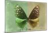 Miss Butterfly Euploea - Green & Gold-Philippe Hugonnard-Mounted Photographic Print