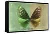 Miss Butterfly Euploea - Green & Gold-Philippe Hugonnard-Framed Stretched Canvas