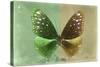 Miss Butterfly Euploea - Green & Gold-Philippe Hugonnard-Stretched Canvas