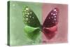 Miss Butterfly Euploea - Green & Red-Philippe Hugonnard-Stretched Canvas