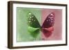 Miss Butterfly Euploea - Green & Red-Philippe Hugonnard-Framed Photographic Print