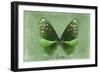 Miss Butterfly Euploea - Green-Philippe Hugonnard-Framed Photographic Print