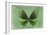 Miss Butterfly Euploea - Green-Philippe Hugonnard-Framed Photographic Print