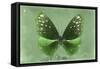 Miss Butterfly Euploea - Green-Philippe Hugonnard-Framed Stretched Canvas