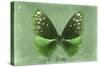 Miss Butterfly Euploea - Green-Philippe Hugonnard-Stretched Canvas