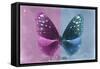 Miss Butterfly Euploea - Hot Pink & Blue-Philippe Hugonnard-Framed Stretched Canvas