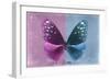 Miss Butterfly Euploea - Hot Pink & Blue-Philippe Hugonnard-Framed Photographic Print