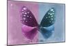 Miss Butterfly Euploea - Hot Pink & Blue-Philippe Hugonnard-Mounted Photographic Print