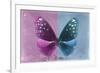 Miss Butterfly Euploea - Hot Pink & Blue-Philippe Hugonnard-Framed Photographic Print