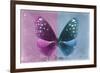 Miss Butterfly Euploea - Hot Pink & Blue-Philippe Hugonnard-Framed Photographic Print