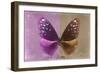 Miss Butterfly Euploea - Hot Pink & Caramel-Philippe Hugonnard-Framed Photographic Print