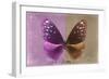 Miss Butterfly Euploea - Hot Pink & Caramel-Philippe Hugonnard-Framed Photographic Print
