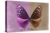 Miss Butterfly Euploea - Hot Pink & Caramel-Philippe Hugonnard-Stretched Canvas