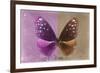 Miss Butterfly Euploea - Hot Pink & Caramel-Philippe Hugonnard-Framed Photographic Print