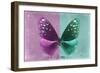 Miss Butterfly Euploea - Hot Pink & Coral Green-Philippe Hugonnard-Framed Photographic Print