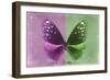 Miss Butterfly Euploea - Hot Pink & Green-Philippe Hugonnard-Framed Photographic Print