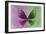 Miss Butterfly Euploea - Hot Pink & Green-Philippe Hugonnard-Framed Photographic Print