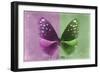 Miss Butterfly Euploea - Hot Pink & Green-Philippe Hugonnard-Framed Photographic Print