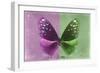 Miss Butterfly Euploea - Hot Pink & Green-Philippe Hugonnard-Framed Photographic Print