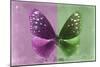 Miss Butterfly Euploea - Hot Pink & Green-Philippe Hugonnard-Mounted Photographic Print