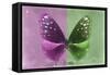 Miss Butterfly Euploea - Hot Pink & Green-Philippe Hugonnard-Framed Stretched Canvas